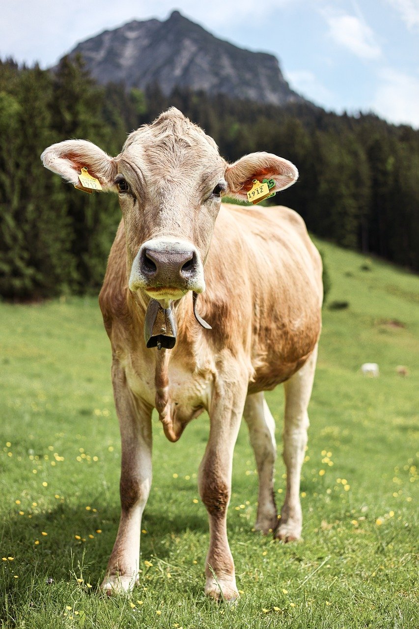 allgäu, alps, alpine landscape, bavaria, mountain landscape, mountain meadow, mountains, cow, rural, agriculture, nature, panorama, bovine, summer in the alps, farm animal, alpine pasture