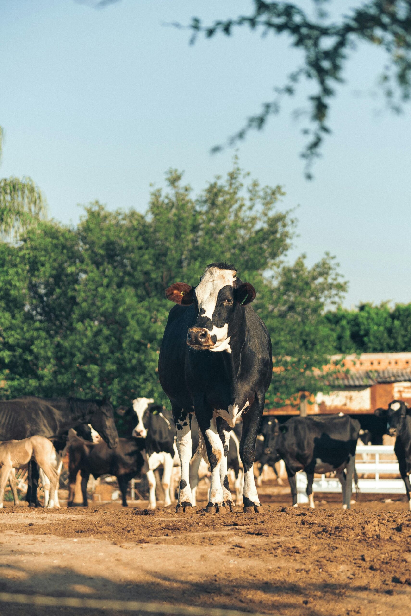 A serene view of a herd of cows grazing in the sunlight on a picturesque ranch.